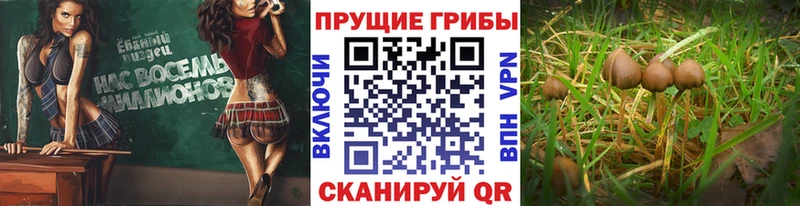 Галлюциногенные грибы GOLDEN TEACHER  Полесск 